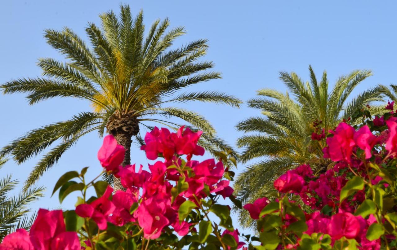 Golden Palms Guest House & Cafe فاماغوستا المظهر الخارجي الصورة